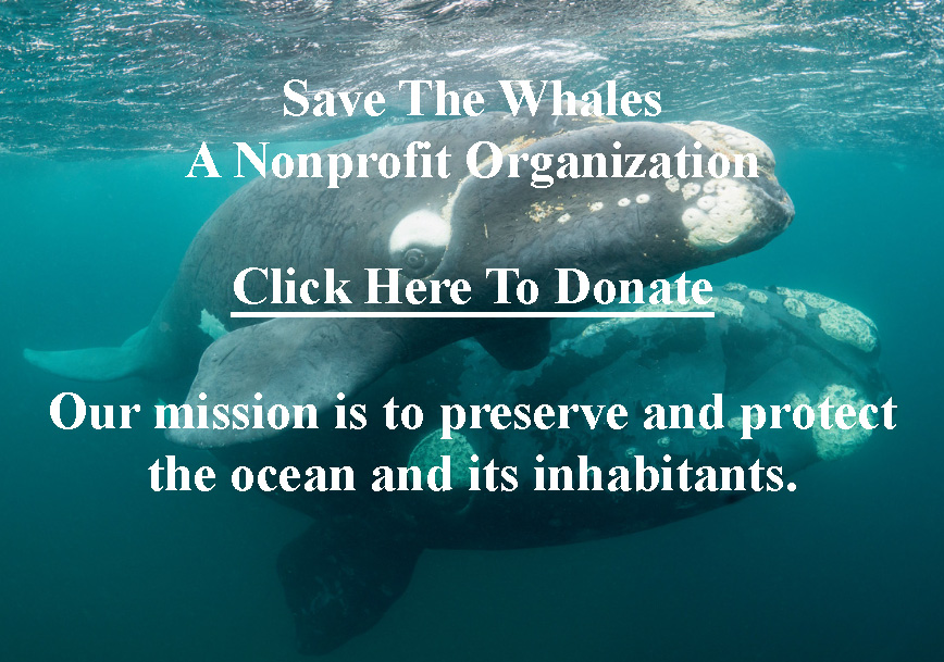 SaveTheWhales.org